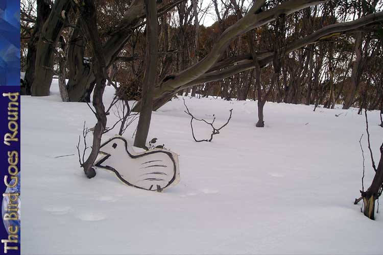 <p>-- Press Release --</p><p><strong>Spotted, The rare snowgale in the Australian high country</strong></p><p>After years of searching for his white whale, intrepid explorer Matthew Sander has taken the first photos of the rare Snow Nightingale. Rumoured to be extinct, the snow nightingale has not been seen for over 25 years.</p><p>Matthew Sander began his search to be the first to photograph the rarer cousin to the more common nightingale 4 years ago and until now has been unsuccessful. However, good early season snow falls in Australia's Snowy Mountains drove the nightingale from its winter hollow and allowed Matthew to capture it in all its natural glory.</p><p>Please find attached his valuable photos,</p><p>Cheers,<br/>The office of Snowgaleology</p>