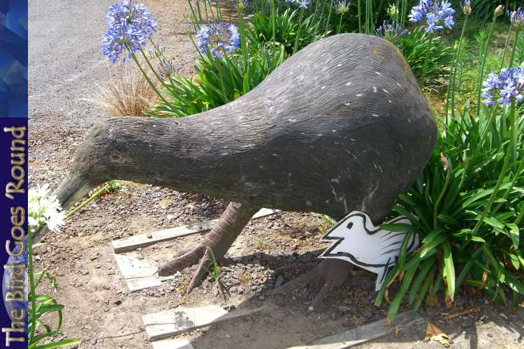 Well, it's not really attacking. Kiwis are quiet, timid creatures which live in forests and eat insects, not Nightingales. Note this kiwi is not to scale.